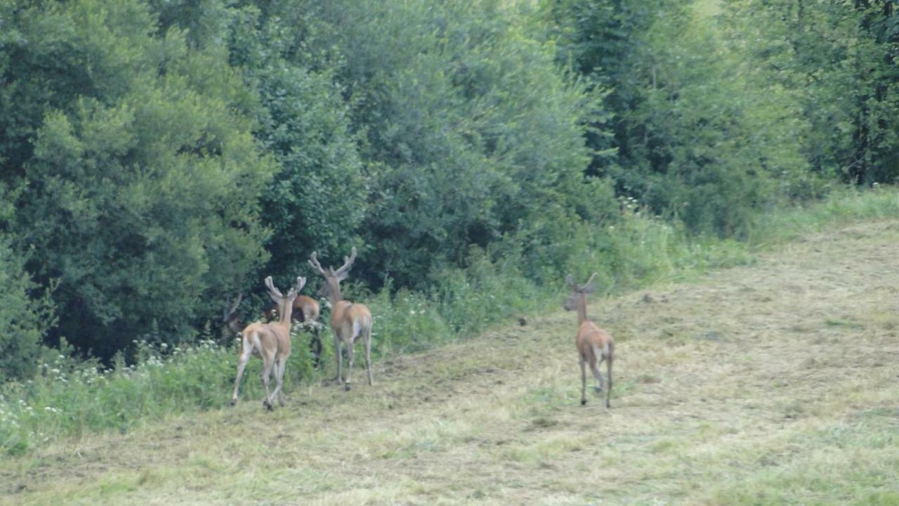 Gutkowa Koliba Villa Jasliska Buitenkant foto